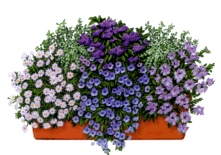 Viva Balkonis mit Blumen Müller