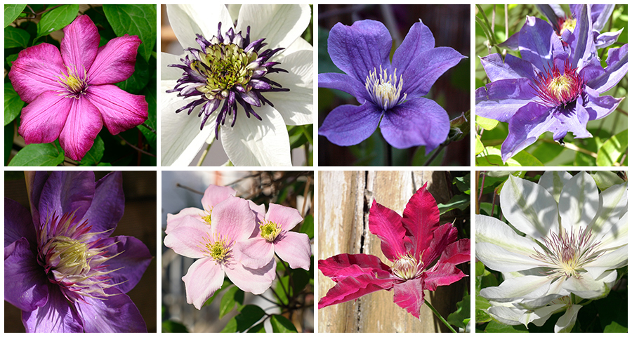 Clematis gesellt sich gern zu Kletterrosen