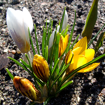 Frühblüher