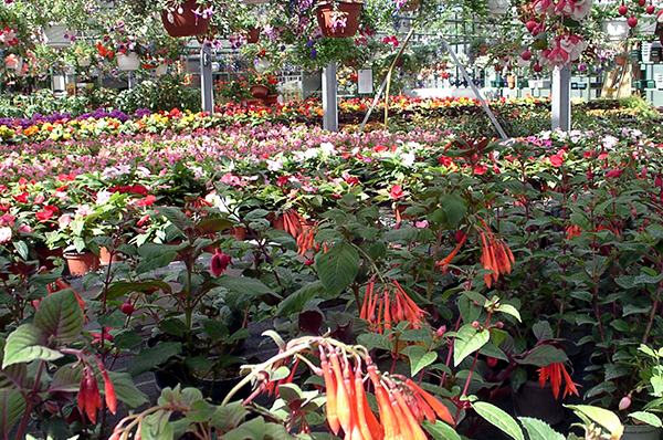 Gartenbau