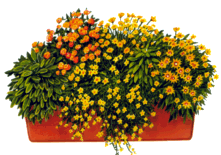 Viva Balkonis mit Blumen Müller