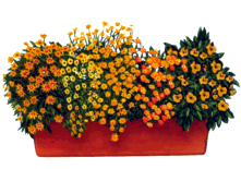 Viva Balkonis mit Blumen Müller